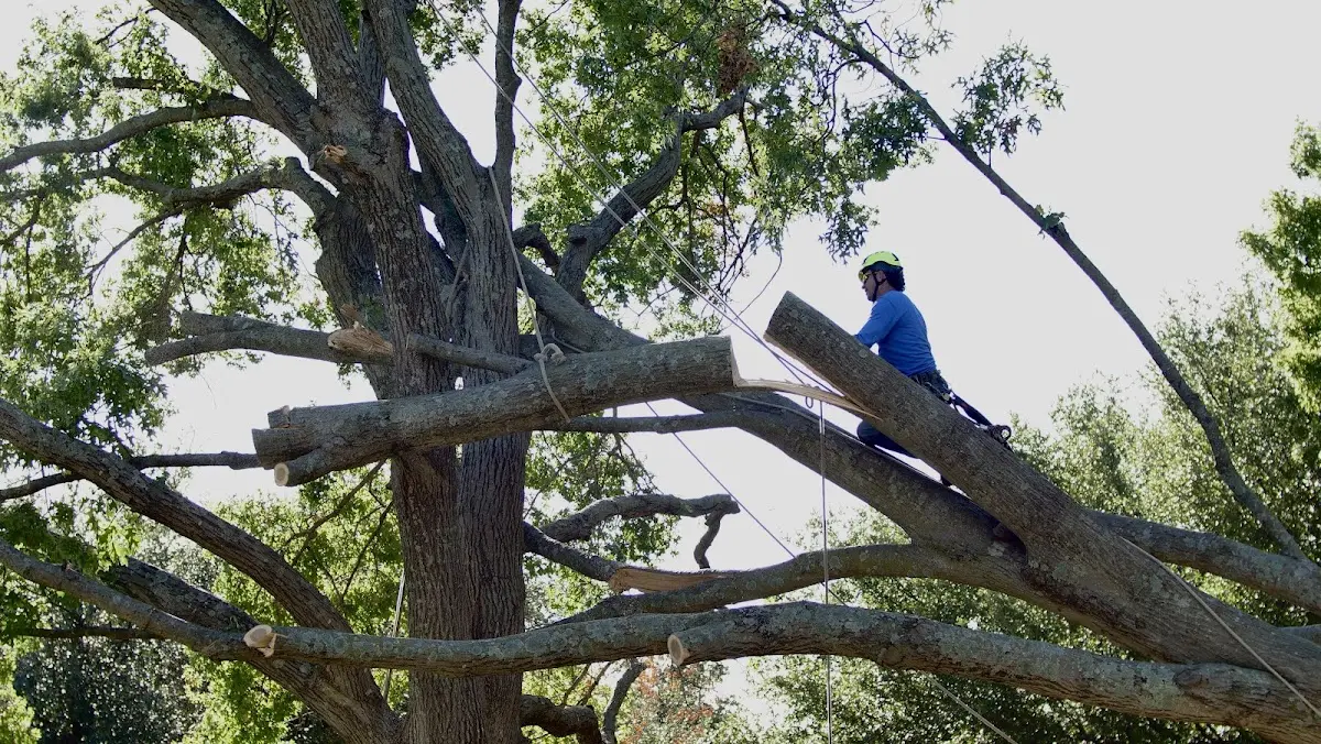 Professional Hazardous Tree Removal performed by certified arborists in David