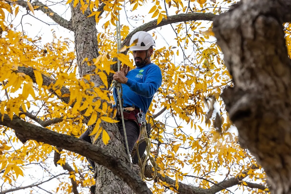 Skilled Tree Transplanting crew working in David